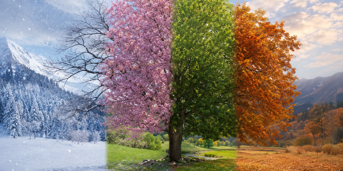 Tree in Fall, Spring, Summer, and Autumn