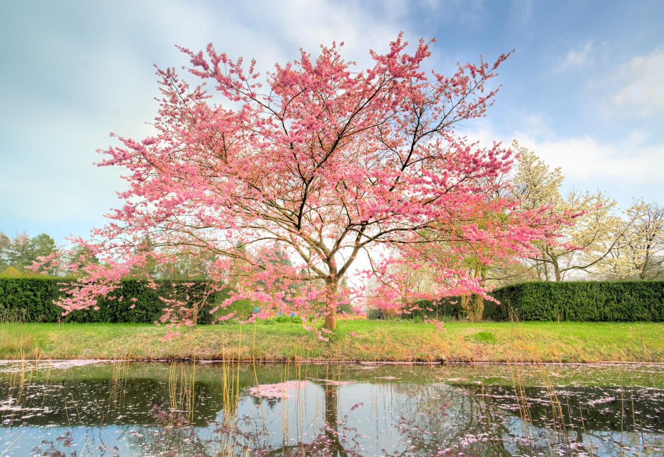Tree with pink blossoms reflected on water